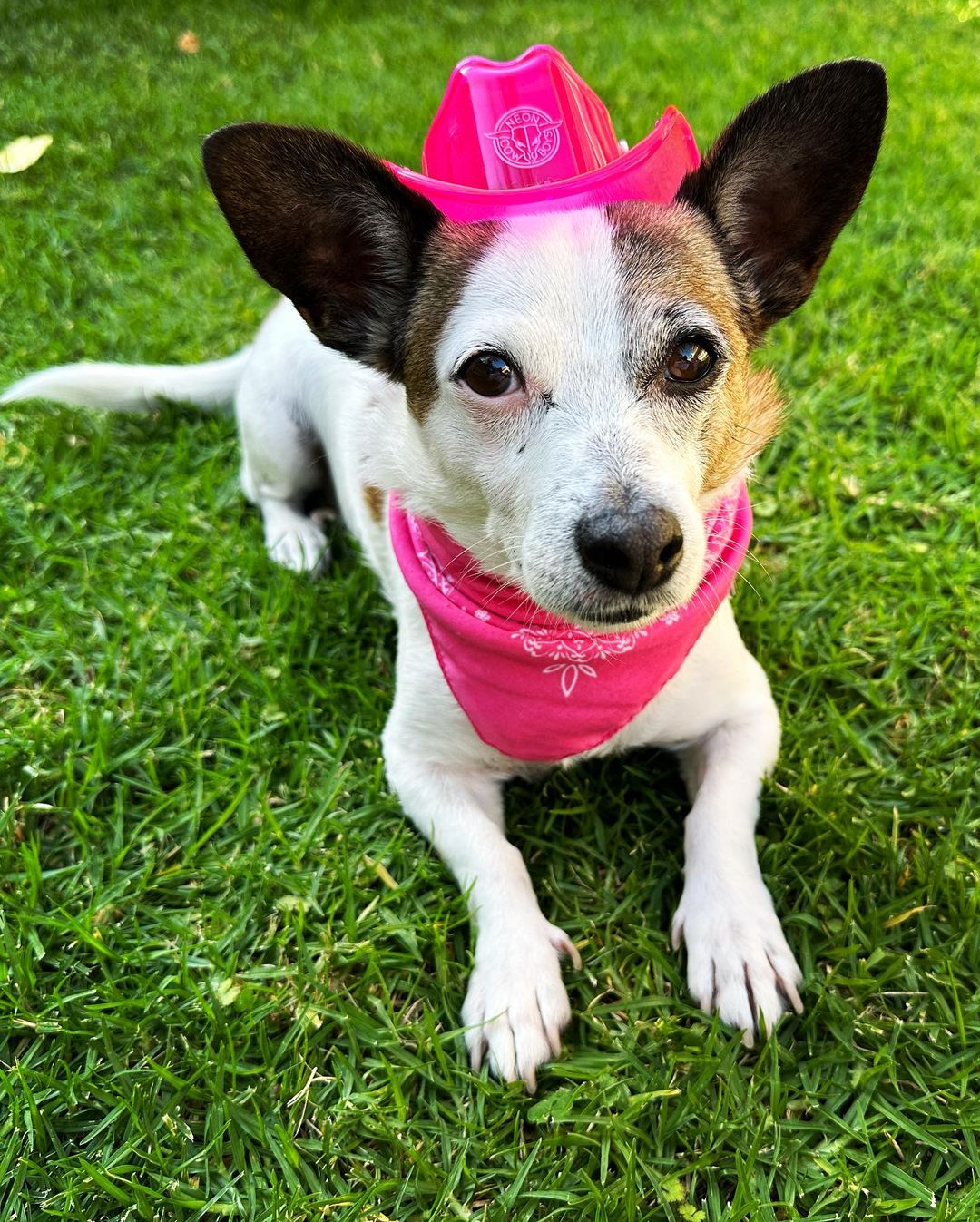 Adventure-Proof Light Up Hats: Perfect Party Gear for Your Jack Russell - Neon Cowboys