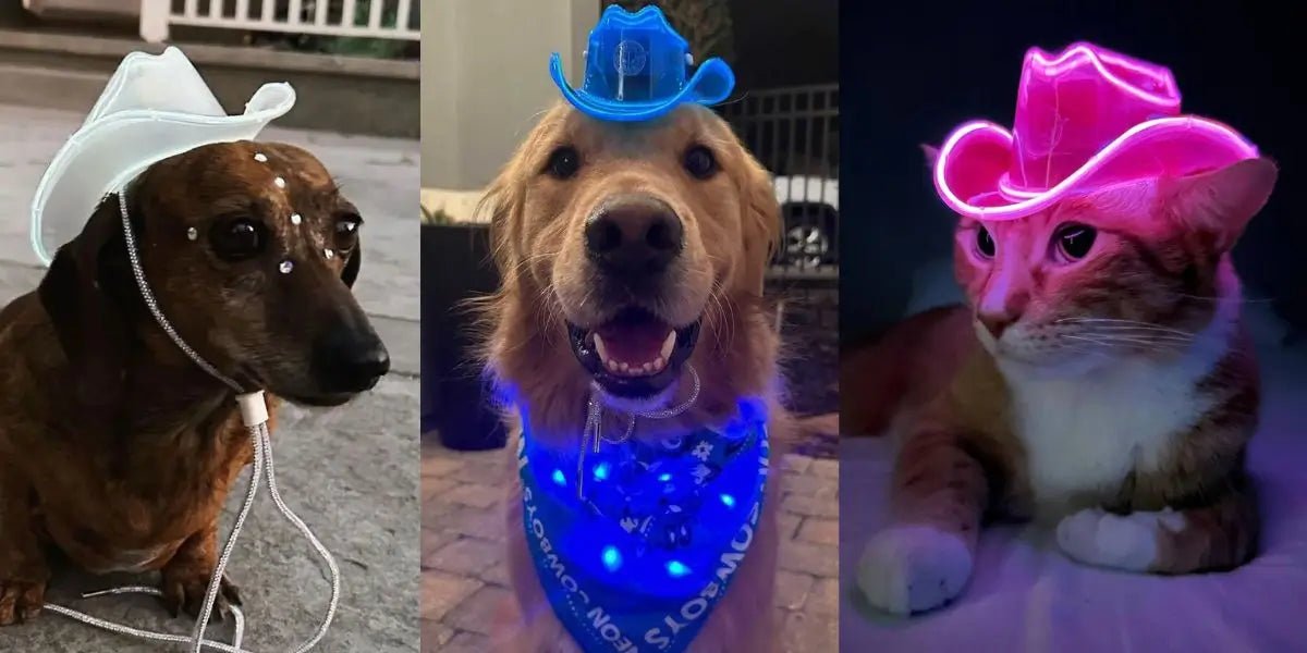 Light-Up-Pet-Products-Neon-Cowboys-LED-Dog-Cat-Accessories-Glow-Fashion