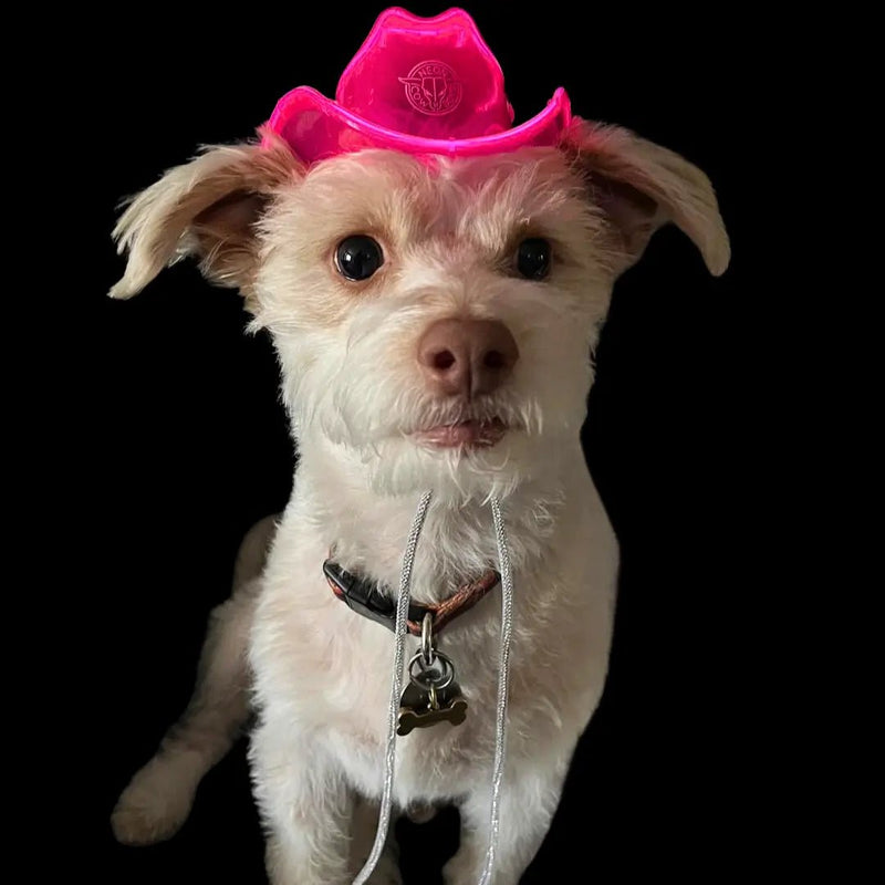 Small white terrier mix wearing a pink glowing LED light-up cowboy hat on a black background, a vibrant neon mini cowboy hat pet accessory and dog costume for pet parties, birthday photoshoots and Instagram photos, Neon Cowboys
