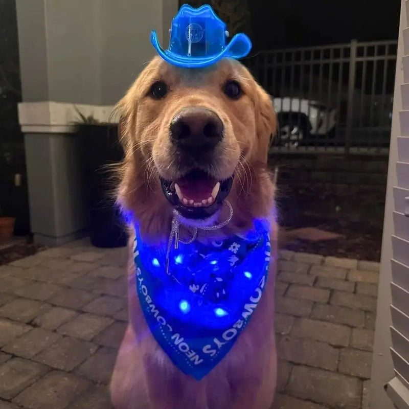 Light Up Dog Cowboy Hat and LED Bandana Set, a large golden retriever wearing blue glowing pet accessories outdoors at night, glow in the dark light up bandana and neon cowboy hat for dogs, a pet Halloween costume and fashion gift for photoshoots, birthdays and western themed parties, Neon Cowboys