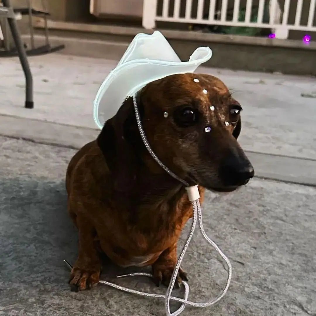 Dachshund wearing white LED cowboy hat - Small brown dog with illuminated pet accessory showing comfortable fit