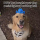 Mini Neon Cowboys Dog Hat