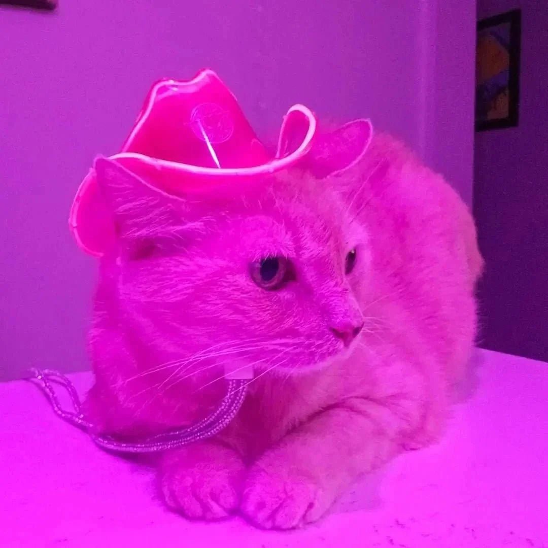Cat in Bright Pink Cowboy Hat - Halloween Party Costume for Pets - Illuminated Western Hat for Cat Birthdays - Fun Gift Idea for Pet Lovers Year Round