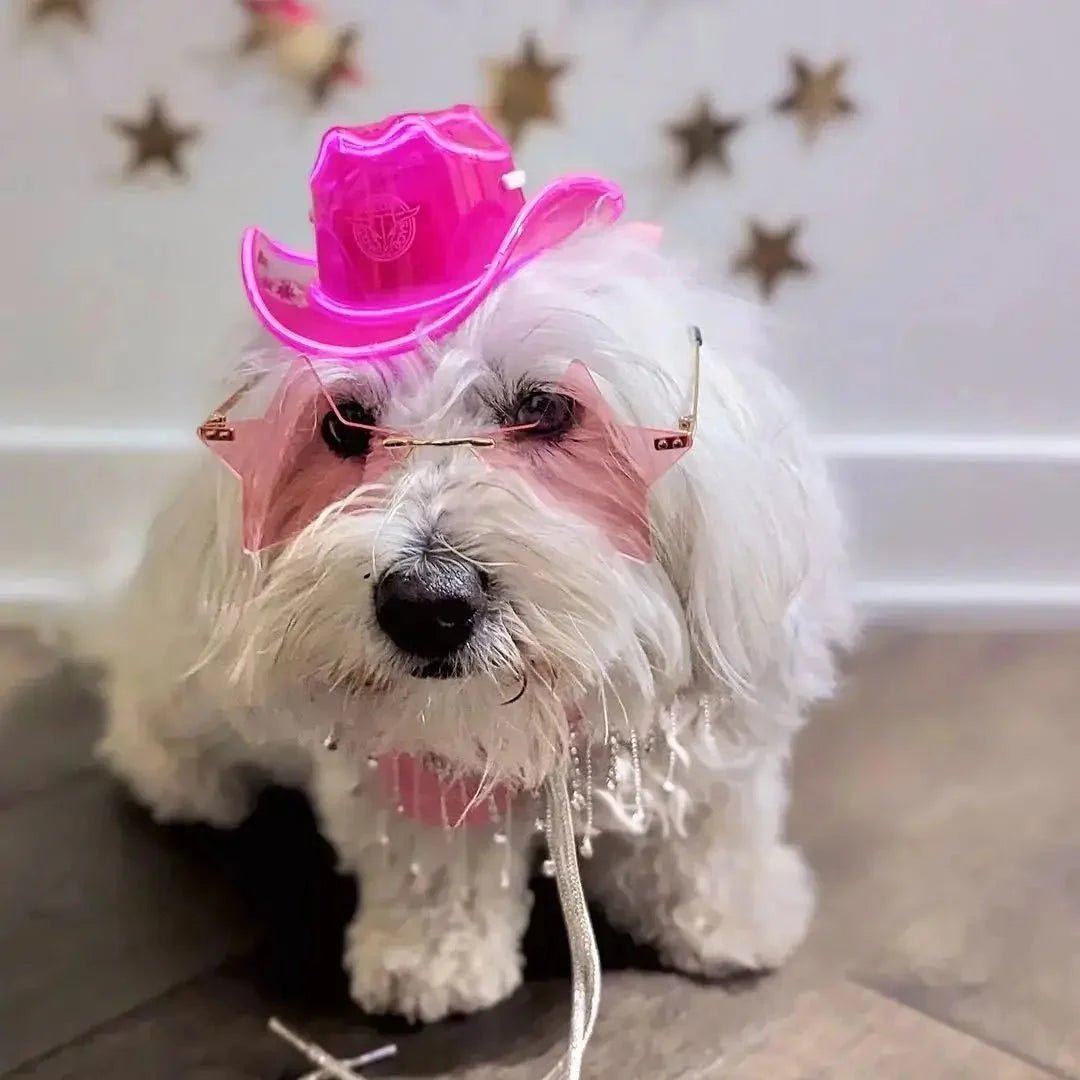 White Maltese wearing pink LED cowboy hat - Small dog with glowing neon cowboy hat perfect for pet parties and Instagram photos