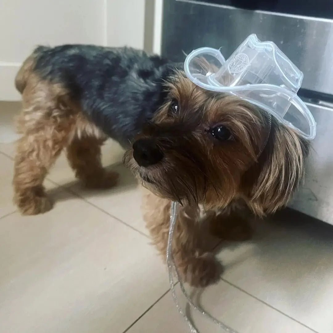 Small dogs wearing white LED cowboy hats together - Multiple breeds showing versatile pet costume accessories
