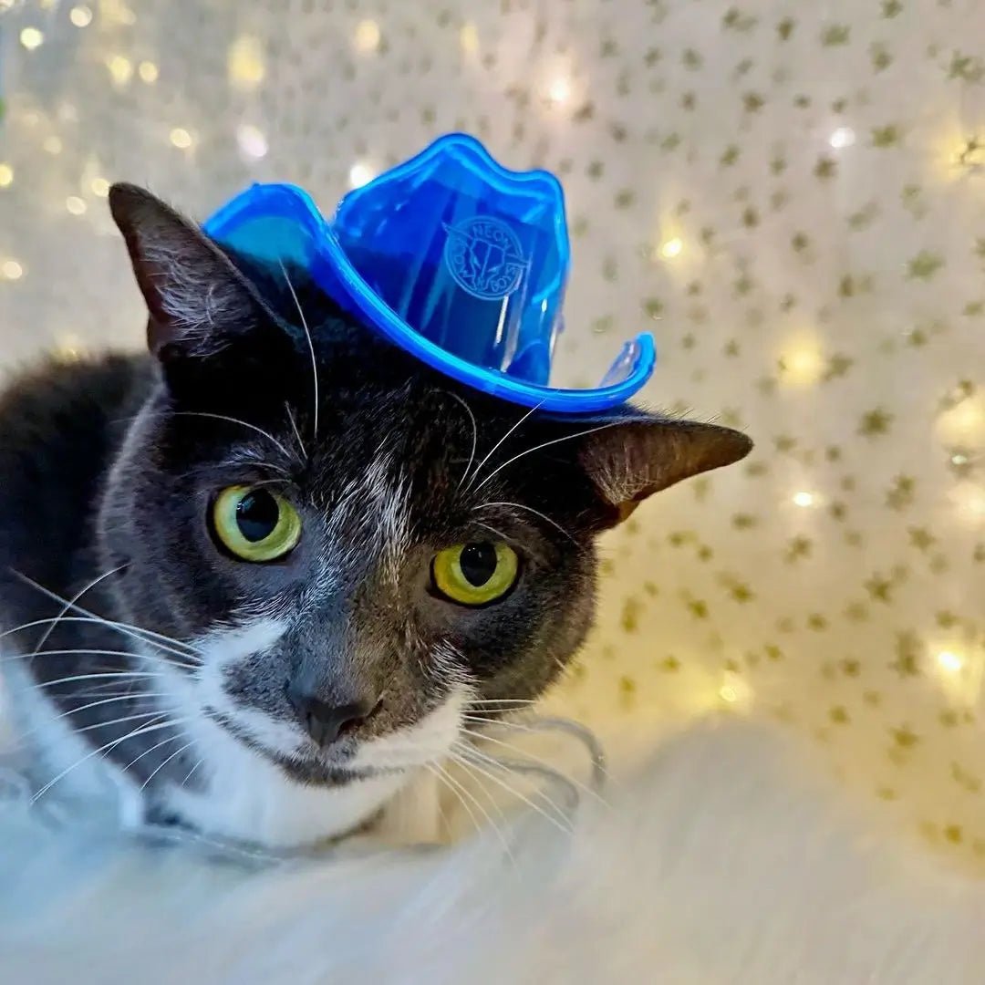 Black and White Cat with Blue Cowboy Hat - Christmas Gift for Cat Lovers - Festive Light Up Pet Accessory - Holiday Costume for Feline Furry Friends