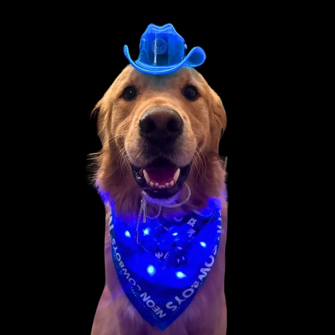 Blue LED Dog Cowboy Hat and Bandana Set - Golden Retriever Birthday Studio Portrait - Light Up Pet Accessories for Dogs Nightwalk and Halloween