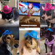 Multiple Cats Wearing Cowboy Hats - Pet Costume Collection for Cat Parents - Christmas Gift Set for Multiple Pets - Holiday Photo Prop for Cat Lovers