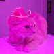 Cat in Bright Pink Cowboy Hat - Halloween Party Costume for Pets - Illuminated Western Hat for Cat Birthdays - Fun Gift Idea for Pet Lovers Year Round