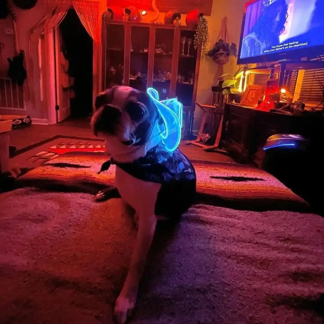 Mini Neon Cowboys® Hat for Dogs - Neon Cowboys - Pet Products - 