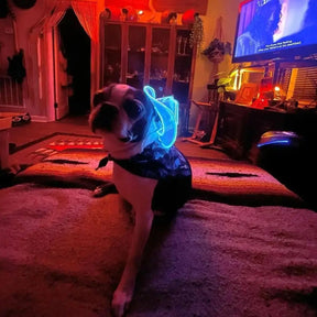 Mini Neon Cowboys® Hat for Dogs - Neon Cowboys - Pet Products - 