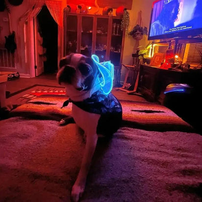 Dog wearing blue LED cowboy hat in nightclub setting - Light-up pet accessory perfect for evening events and nightlife
