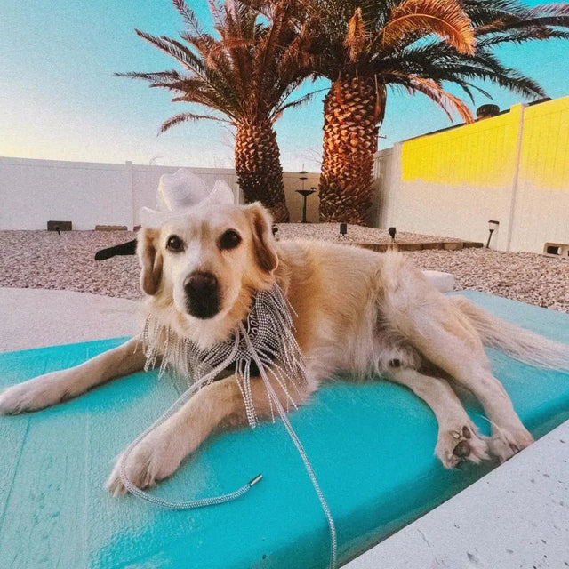 Golden Retriever at beach wearing hat - Pet LED cowboy hat for outdoor adventures and vacation photos