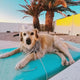 Golden Retriever at beach wearing hat - Pet LED cowboy hat for outdoor adventures and vacation photos