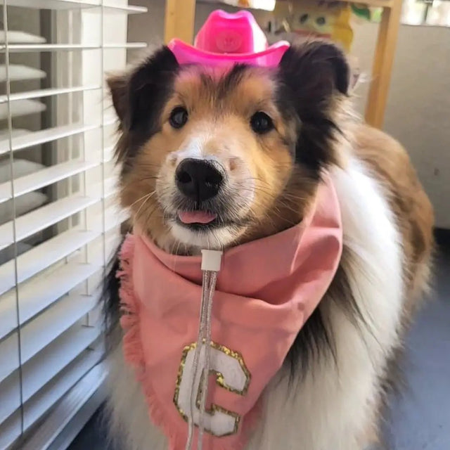 Collie mix wearing pink bandana with cowboy harness - Stylish dog wearing coordinating pink cowgirl accessories