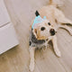 Golden Retriever wearing diamond collar bandana with cowboy hat - Stylish pet with coordinated accessories
