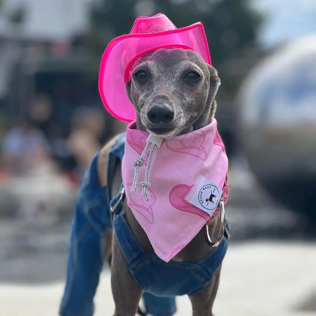 Mini Neon Cowboys® Hat for Dogs - Neon Cowboys - Pet Products - 