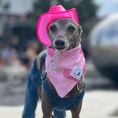 Grey dog wearing pink LED cowboy hat with matching bandana - Coordinated pet accessories set for street style