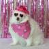 Small white dog with pink heart-themed accessories - Pet wearing LED cowboy hat with heart-decorated bandana