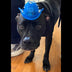 Black Labrador wearing blue LED cowboy hat - Dark-colored dog with bright glowing cowboy hat for nighttime visibility