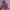 Pink LED neon cowgirl boot video showing light glowing patterns and transparent cowgirl boots & luxury footwear by Neon Cowboys