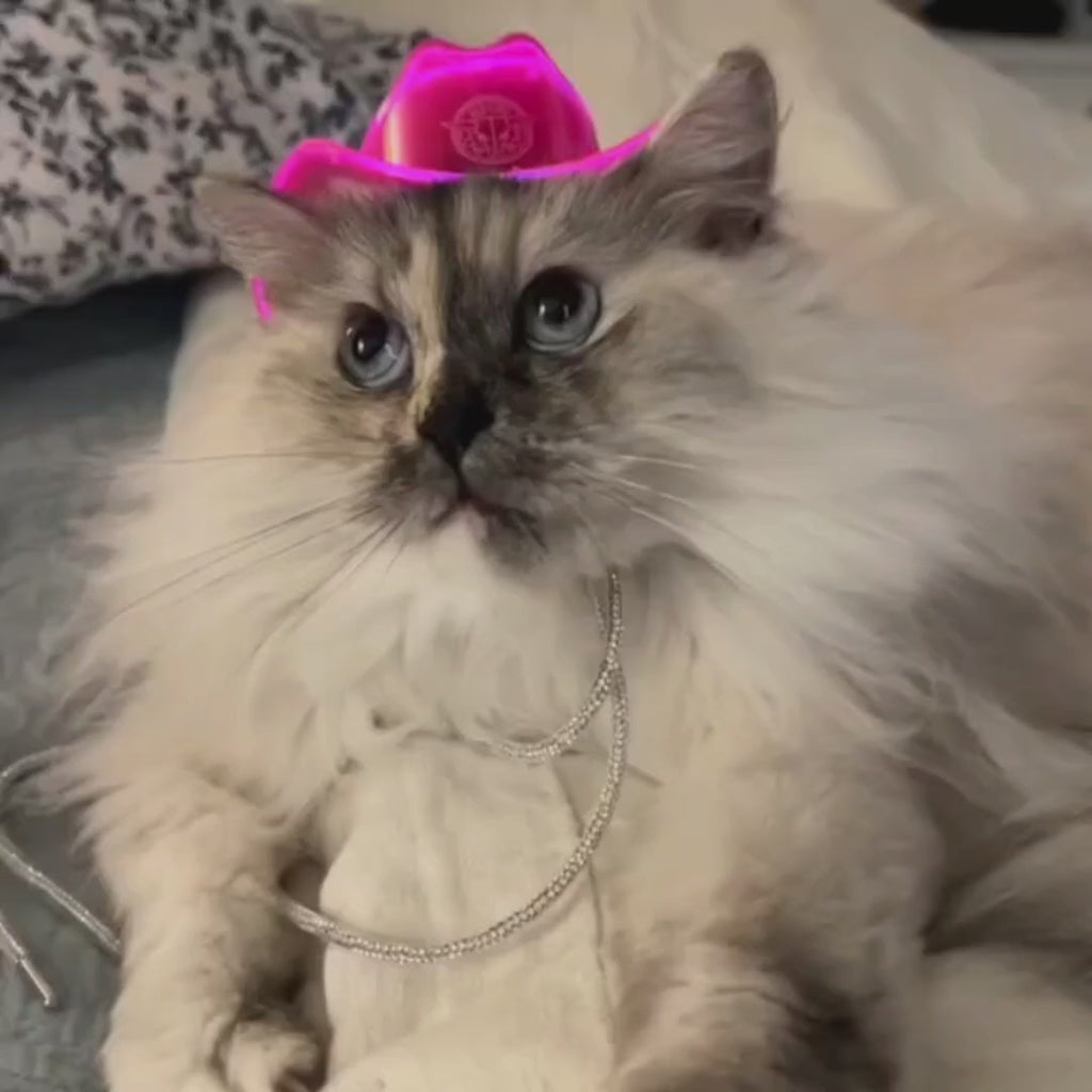 Cat Cowboy Hat Video Demonstration - Pet Costume in Action - Light Up Hat for Christmas Gift - Holiday Accessory for Cat Parents and Animal Lovers