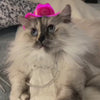 Cat Cowboy Hat Video Demonstration - Pet Costume in Action - Light Up Hat for Christmas Gift - Holiday Accessory for Cat Parents and Animal Lovers