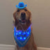 Golden Retriever Wearing Blue LED Cowboy Hat and Bandana - Video of Light Up Pet Accessories - Illuminated Dog Fashion Halloween Costume