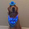 Golden Retriever Wearing Blue LED Cowboy Hat and Bandana - Video of Light Up Pet Accessories - Illuminated Dog Fashion Halloween Costume